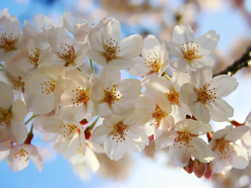 White Cherry Blossoms