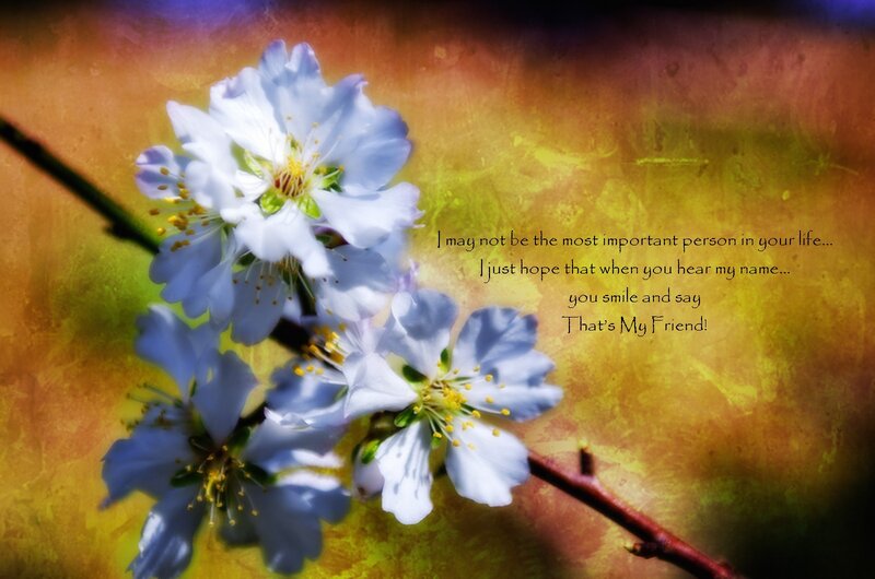 White Cherry Blossoms — Yellow