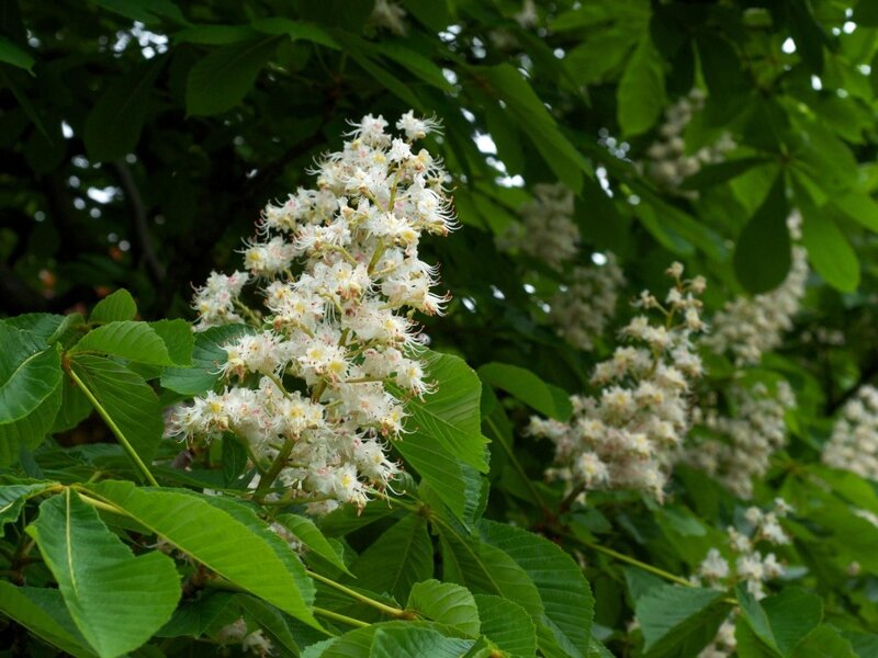 White Chestnut Blossoms — Green, Serene, Summer