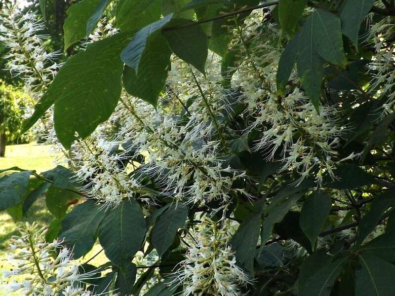White Chestnut Blossoms — Green, Serene