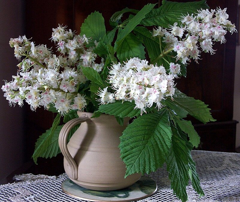 White Chestnut Blossoms — Green