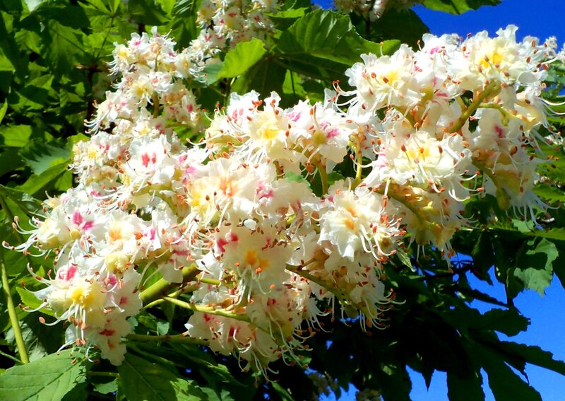 White Chestnut Blossoms — Serene