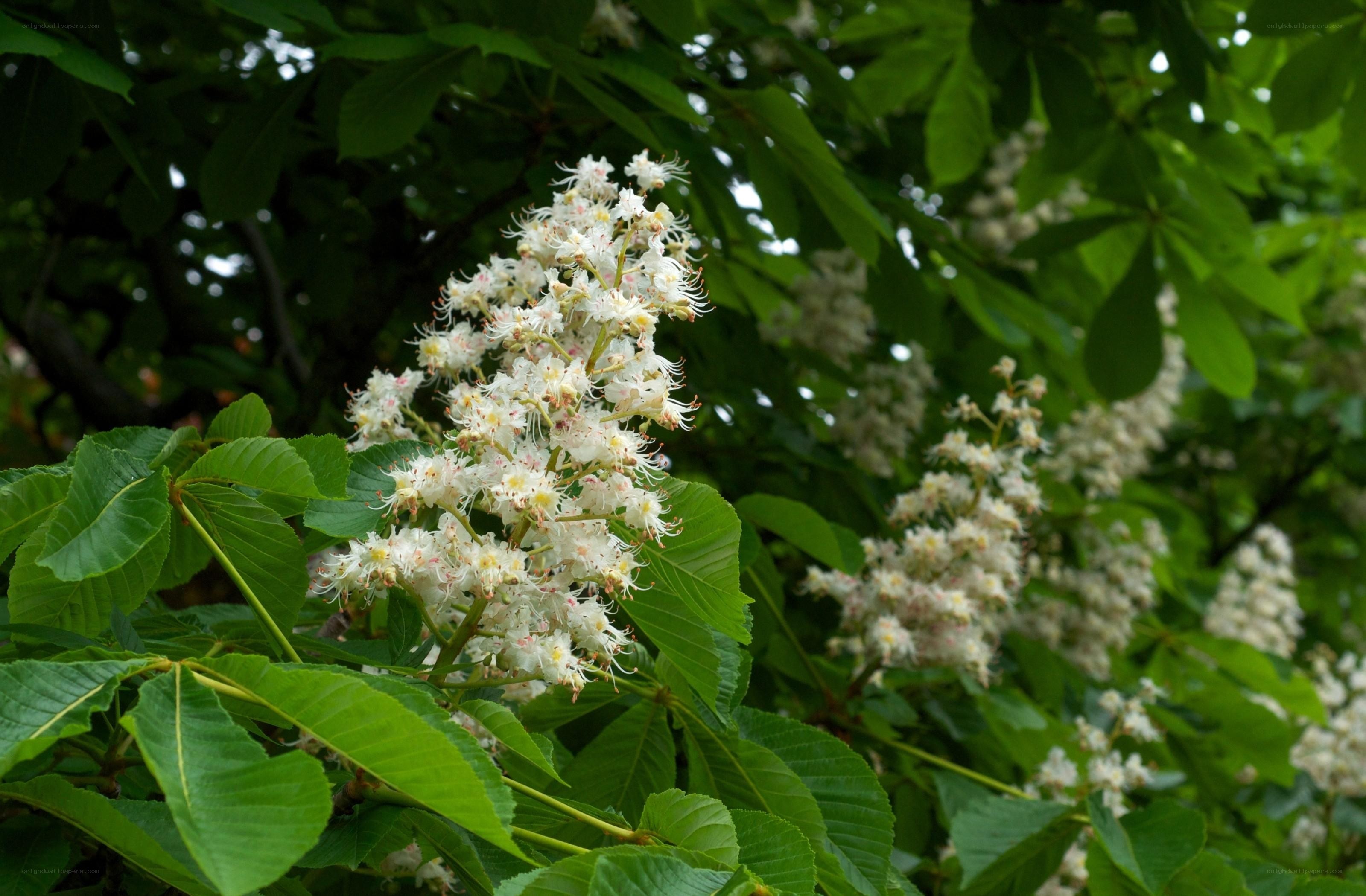 white chestnut blossoms