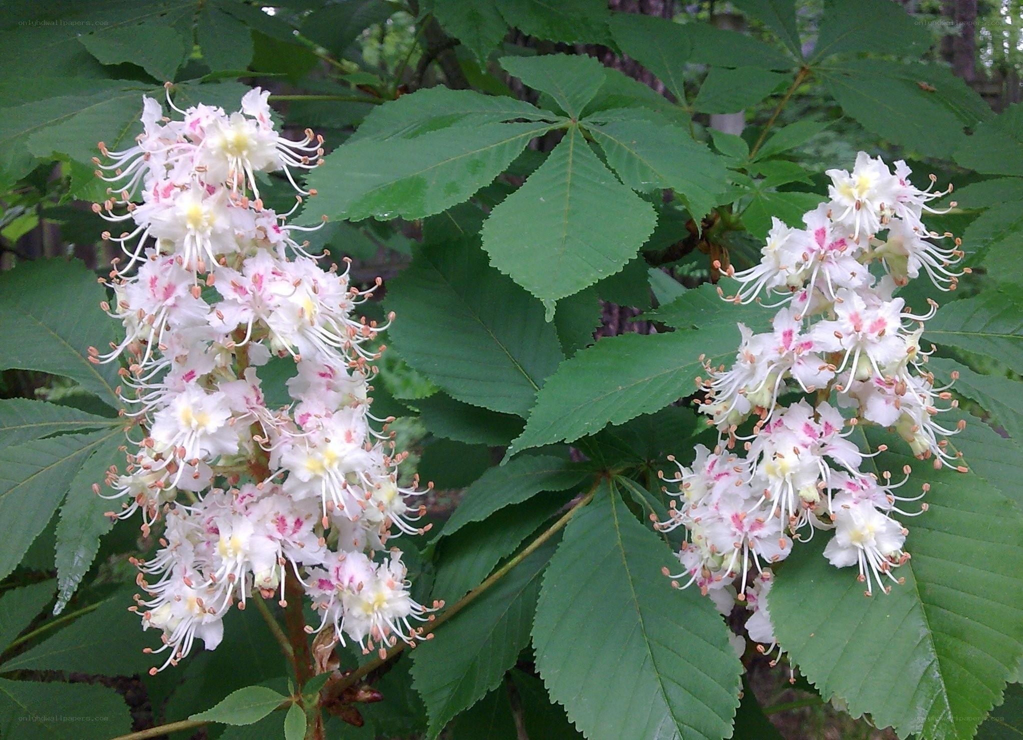 white chestnut flowers blooming