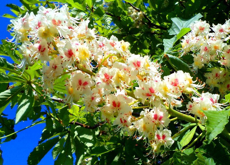 White Chestnut Flowers — Green, Serene