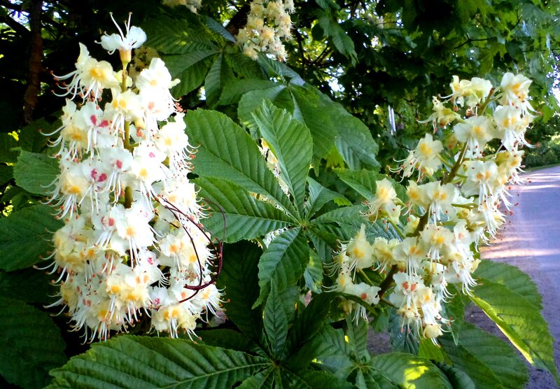 White Chestnut Flowers — Green