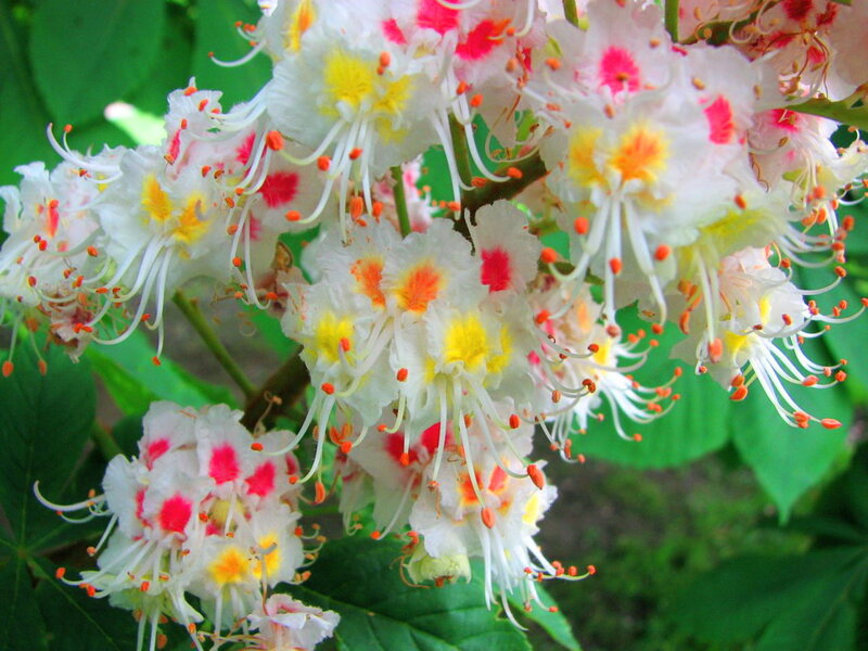 White Chestnut Flowers — Natural