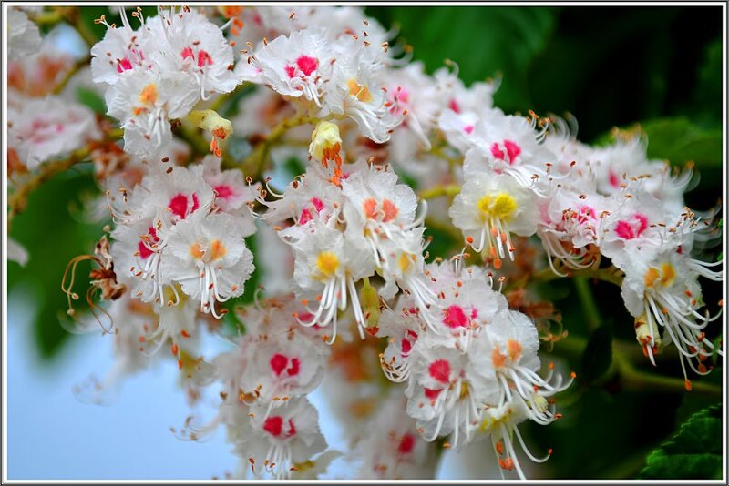 White Chestnut Flowers