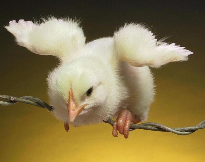 White Chick on Wire