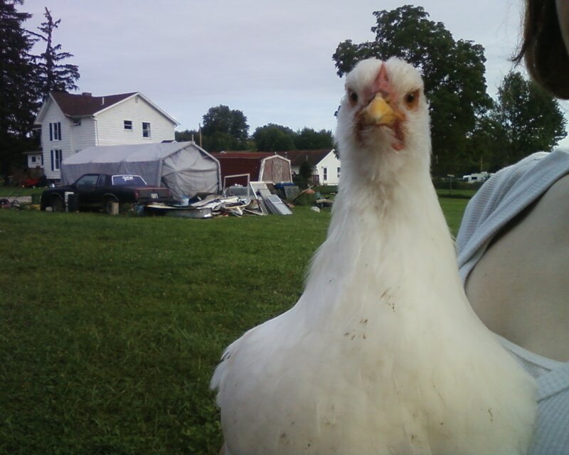 White chicken in a yard