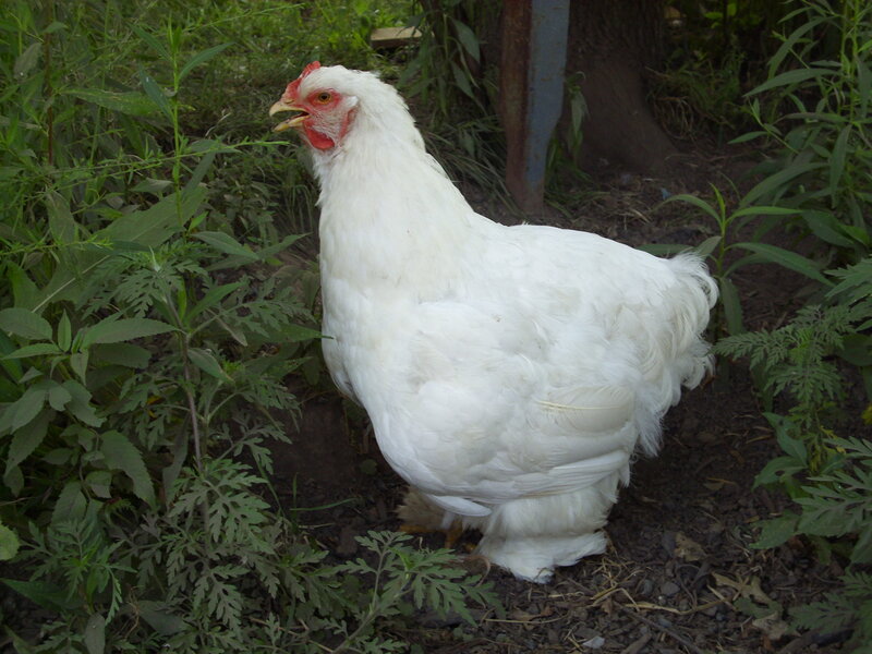 white chicken in garden