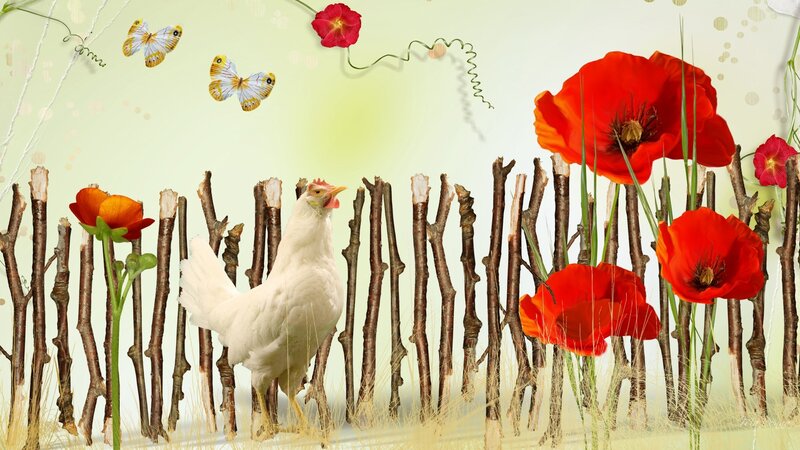White Chicken in Garden — Red