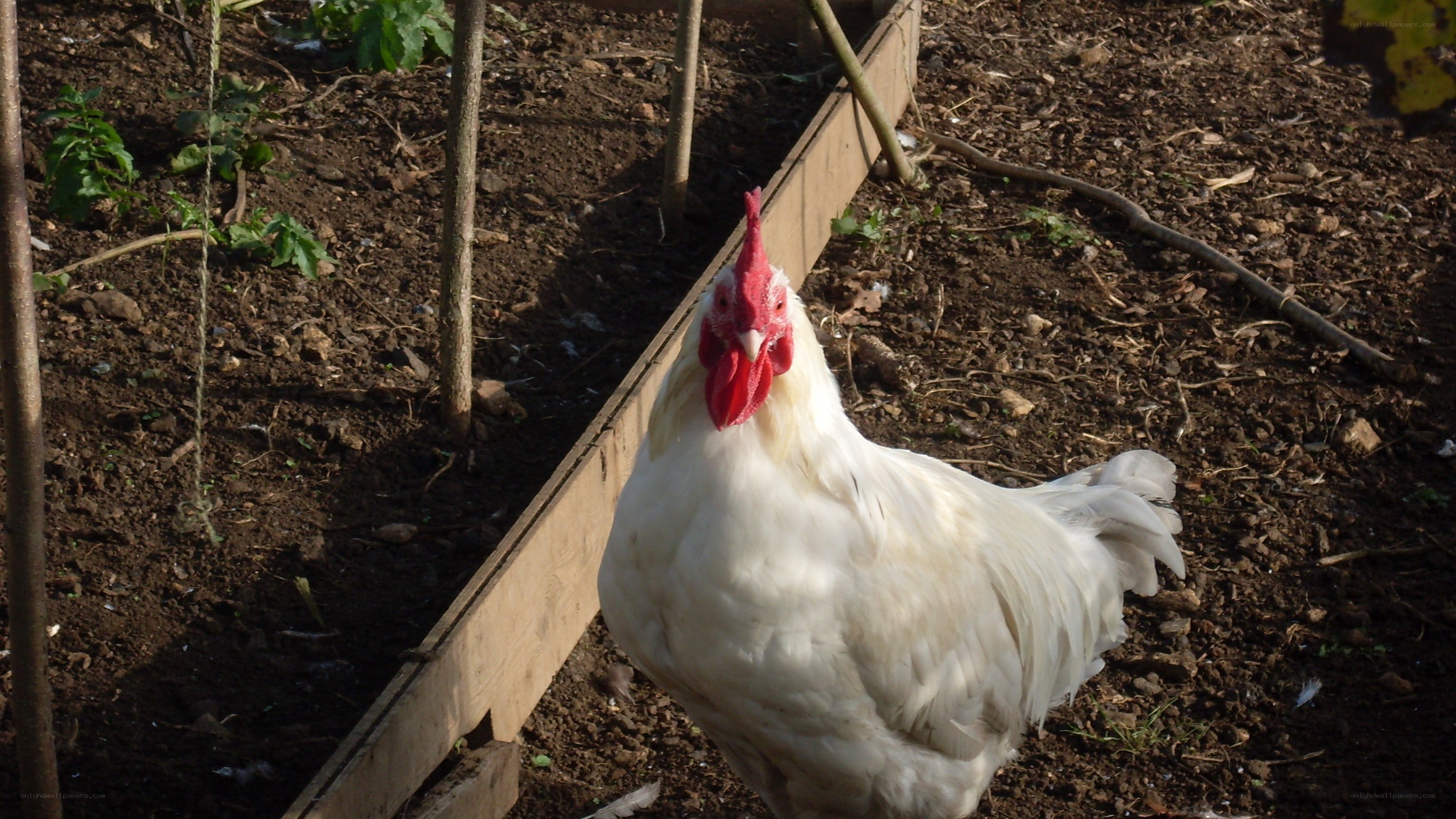 White chicken in garden
