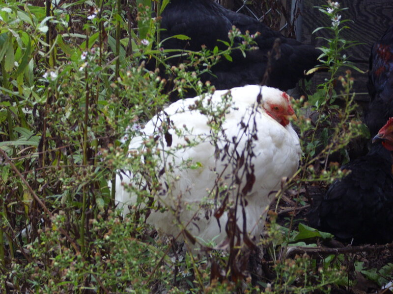 White Chicken in Weeds