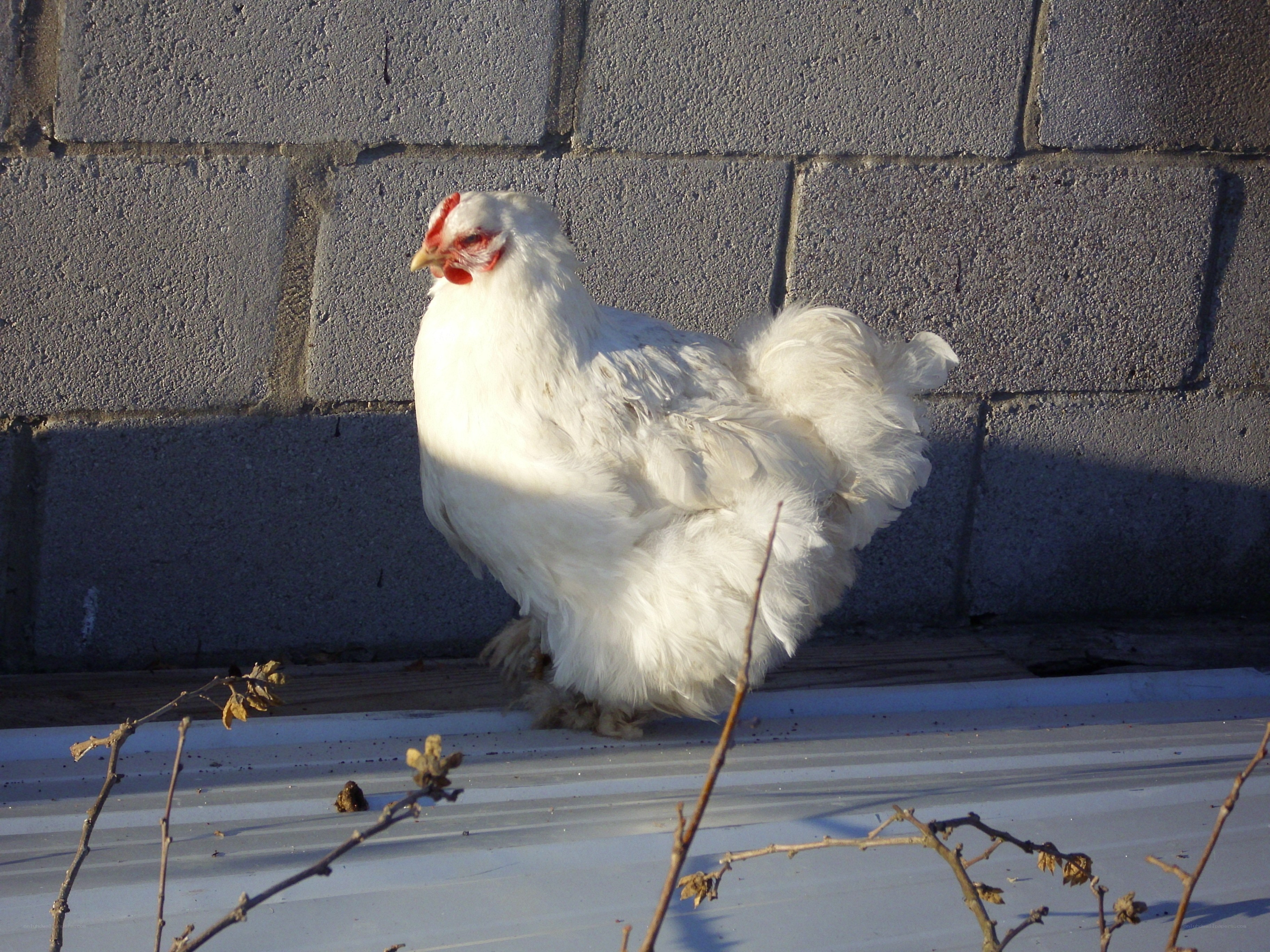 White chicken on a roof