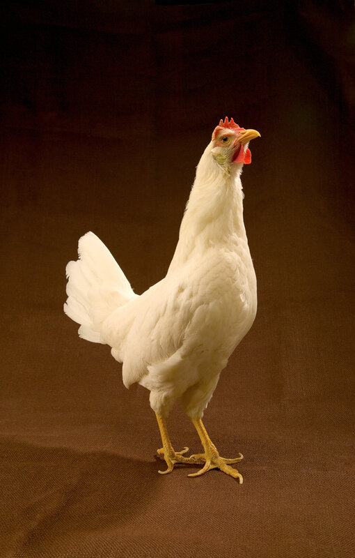 white chicken on brown background