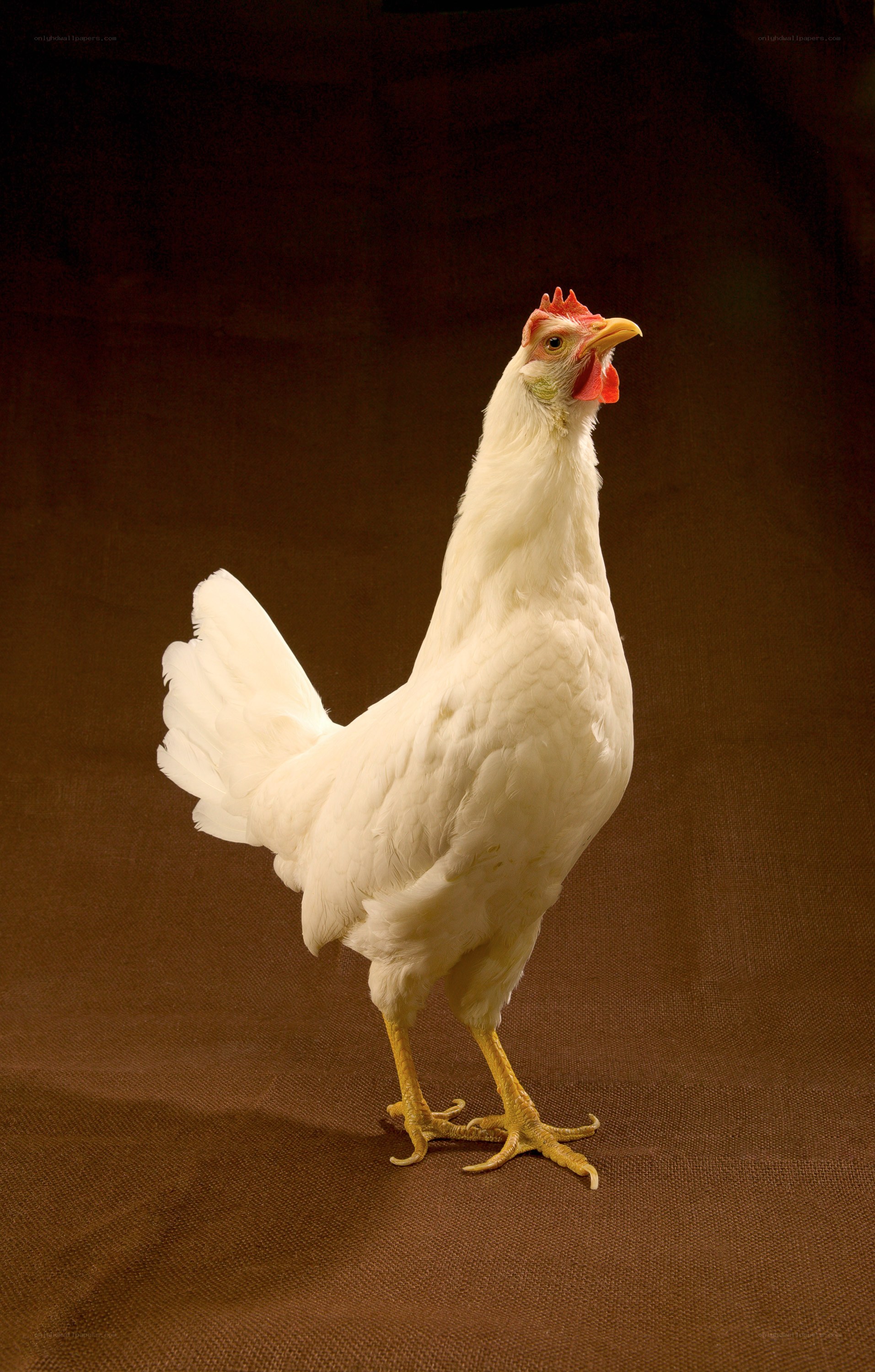 white chicken on brown background