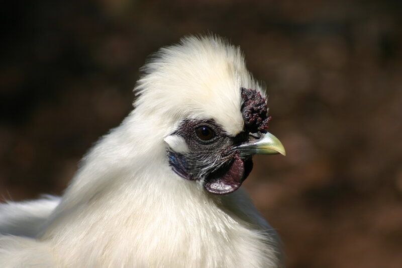 White Chicken with Black Face