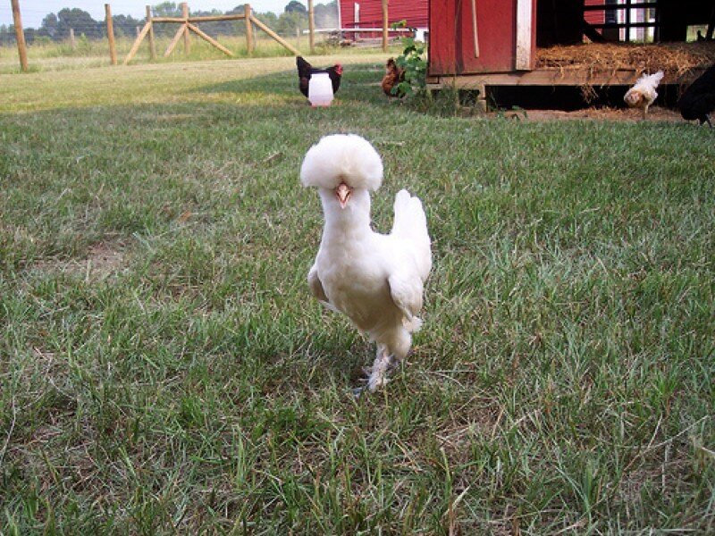 White Chicken with Crest
