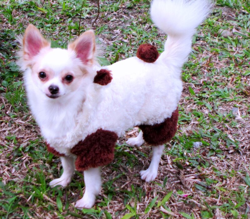 White Chihuahua Dog — Calm, Afternoon, Photograph, Grass