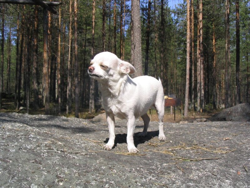 White Chihuahua Dog — Calm, Afternoon, Photograph