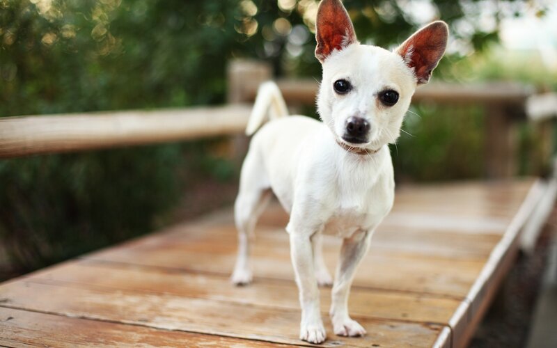 White Chihuahua Dog — Calm, Afternoon, Photograph, Wooden Deck, Greenery