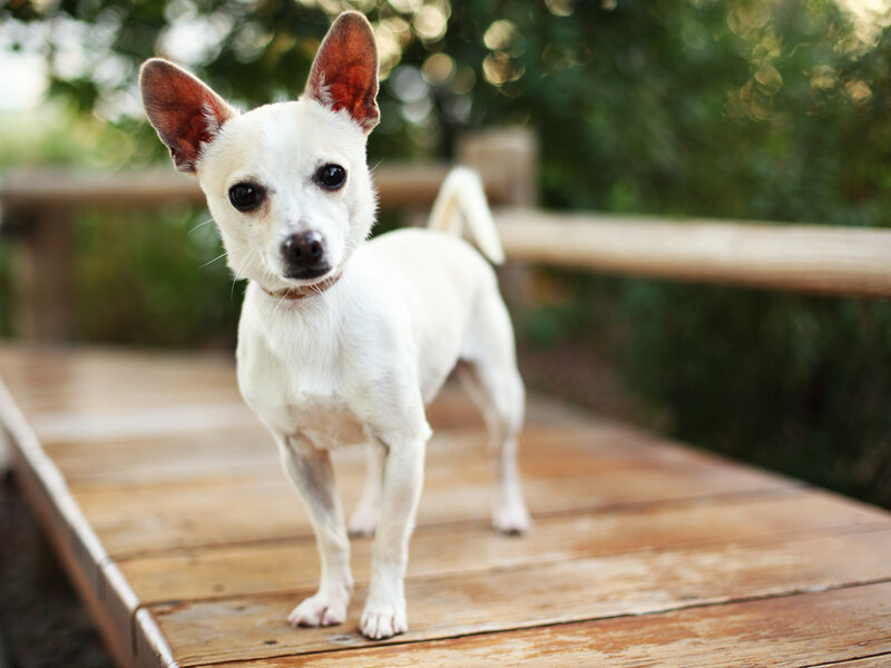 White Chihuahua Dog — Calm, Afternoon