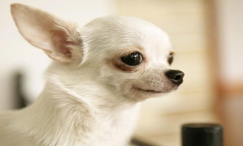White Chihuahua Dog — Calm, Photograph