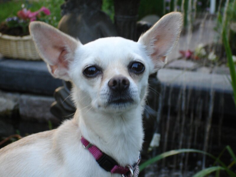 White Chihuahua Dog — Calm
