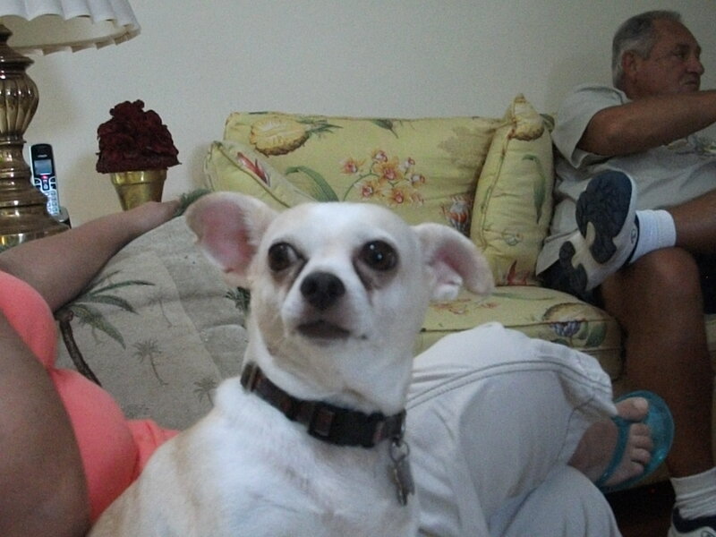 White Chihuahua Dog — Casual