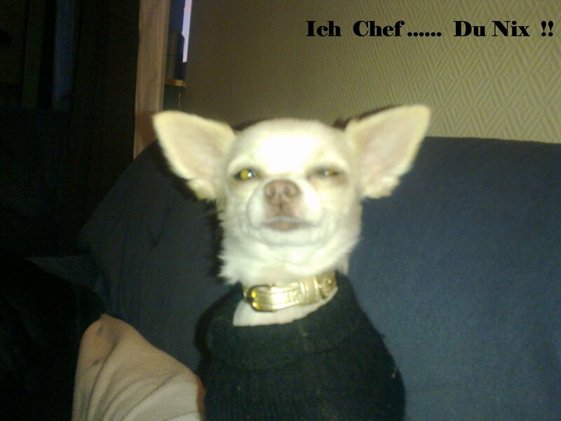 White Chihuahua Dog — Neutral, Night