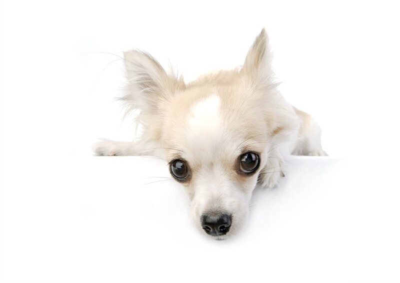 White Chihuahua Dog — Neutral, Photograph, White Background