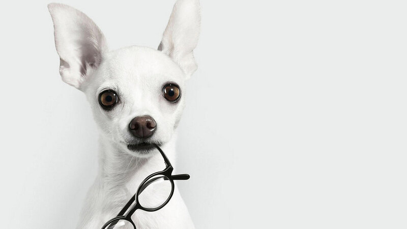 White Chihuahua Dog — Neutral