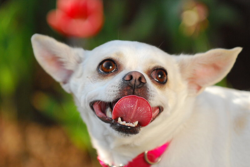White Chihuahua Dog — Playful