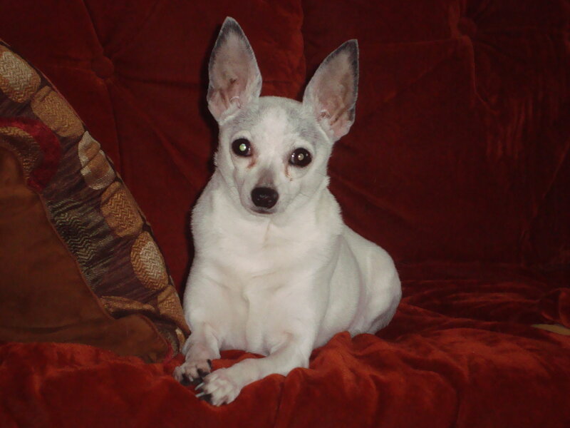 White Chihuahua Dog — Red