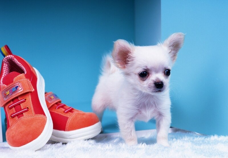 White Chihuahua Puppy — Blue, Innocent