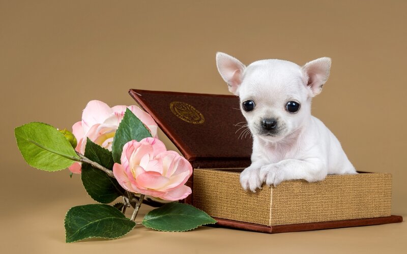 White Chihuahua Puppy — Brown, Calm