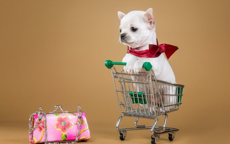 White Chihuahua Puppy — Brown, Playful