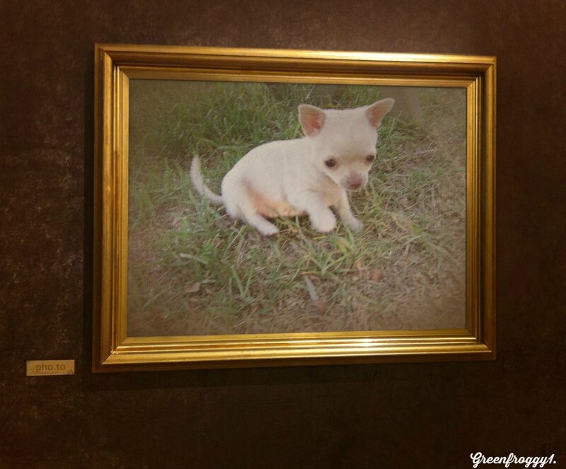 White Chihuahua Puppy — Brown