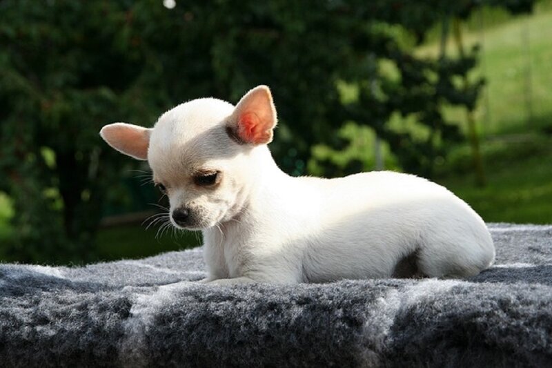 White Chihuahua Puppy — Calm, Afternoon