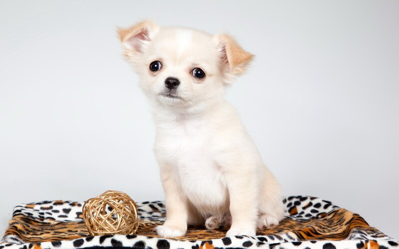 White Chihuahua Puppy — Calm, Photograph, Blanket
