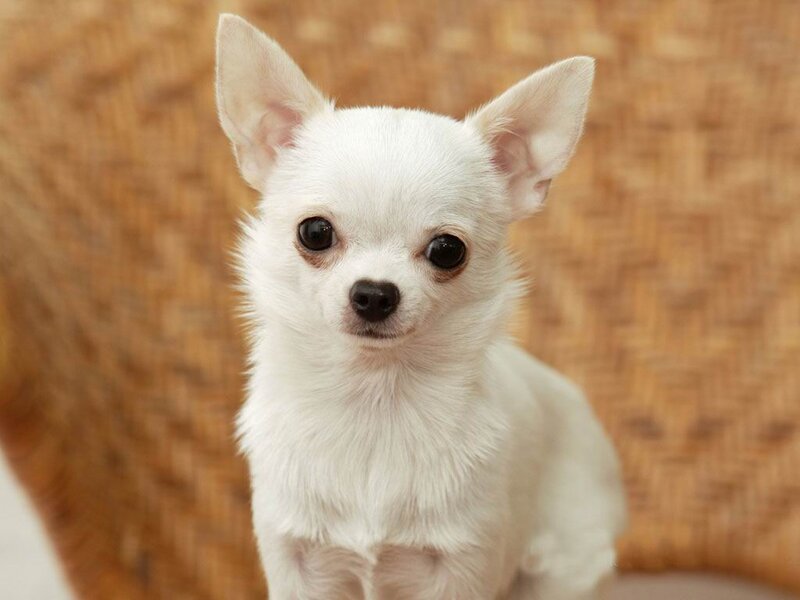 White Chihuahua Puppy — Calm, Photograph, Dog
