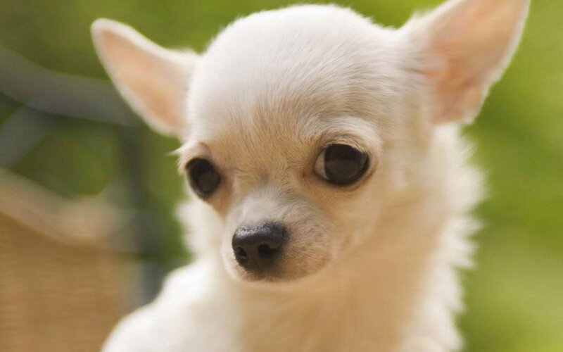 White Chihuahua Puppy — Calm, Photograph, Ears