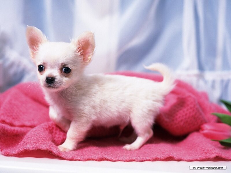 White Chihuahua Puppy — Calm, Photograph, Pink Blanket