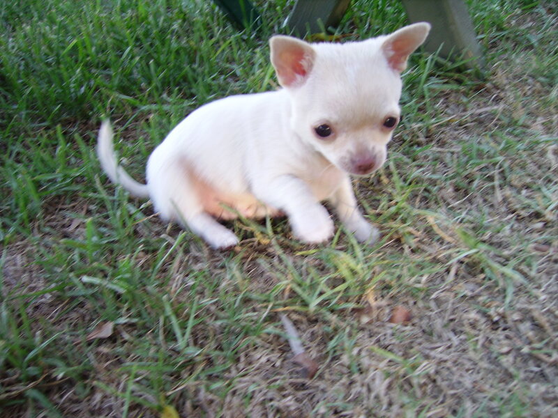 White Chihuahua Puppy — Calm, Photograph