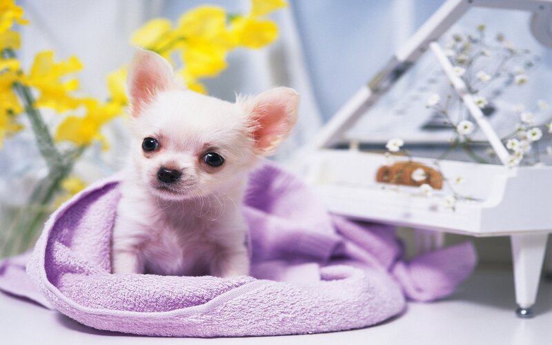 White Chihuahua Puppy — Calm, Photograph, Yellow Flowers