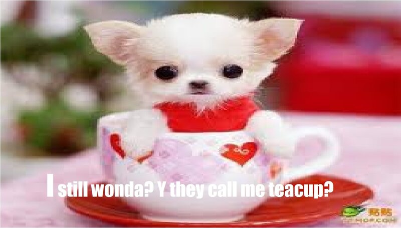 White Chihuahua Puppy — Cute