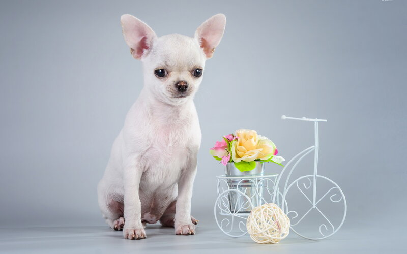 White Chihuahua Puppy — Gray, Calm