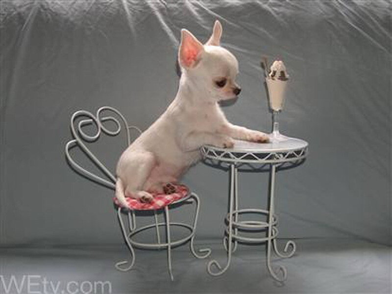 White Chihuahua Puppy — Gray