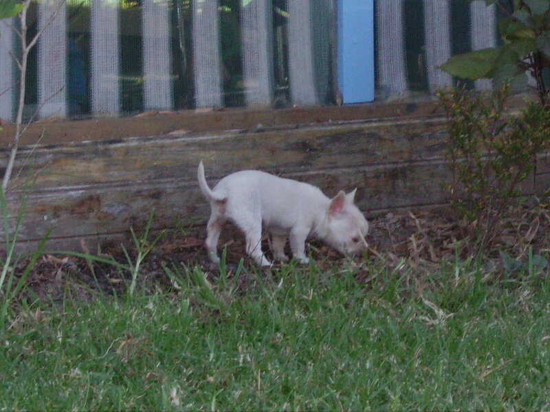 White Chihuahua Puppy — Green